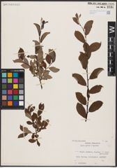 Foto von Salix aurita L. x Salix lapponum L.